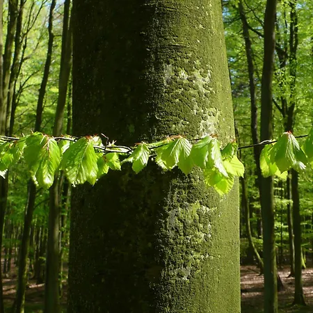 Apartment Sehnsucht Ruegen *